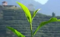 客田鎮(zhèn)：茶樹吐新芽，茶農(nóng)喜增收